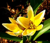 gelb_weiße Wildtulpe_2_smaller.webp