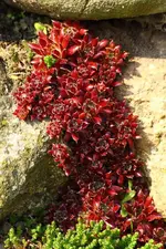 Semper_rot_smaller.webp