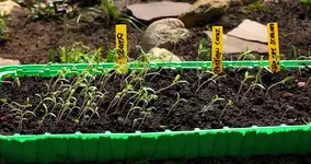Tomaten1_smaller.webp