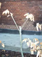 100_5892.webp