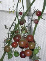 black_cherry.webp