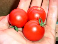 matinchen_2.webp