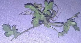 IMAG0598-1.webp