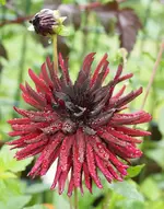 P8027814 Dahlie m Knospe.webp