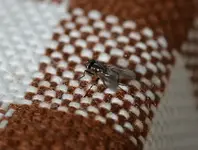 DSC_1507 Fliege.webp