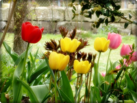 Tulpen.webp