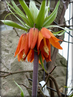 Kaiserkrone (2).webp