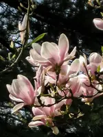 Garten (1 von 1).webp