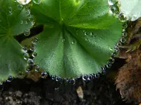 Wassertropfen176.webp