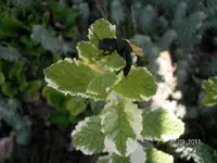 merkwürdiges Tier (2)mini.webp