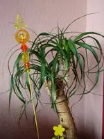 k-pflanze und Opa s Sessel 008.webp