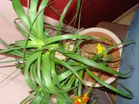 k-pflanze und Opa s Sessel 001.webp