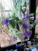 IMG_0845 (480x640) (300x400).webp