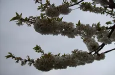 Kirschenblüte.webp