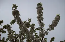 Kirschenblüte 1.webp
