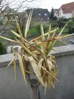 001.webp