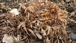 Gunnera1_12.webp
