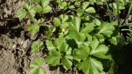 Waldsteinie2_12.webp