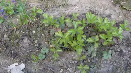 Waldsteinie1_12.webp