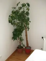 DSCF4016.webp
