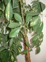 DSCF4018.webp