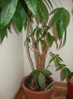 DSCF4020.webp