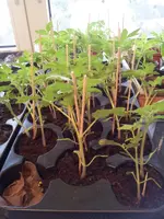 20120416_183859.webp