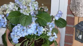 Aldi Hydrangea1_12.webp