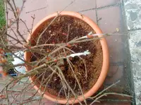 DSC00299.webp
