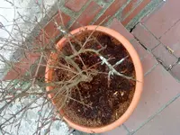 DSC00300.webp