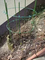 Annabell gehts besser.webp
