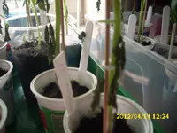 Garten 075.webp