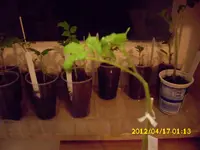 Garten 077.webp