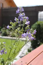 IMG_2577.webp