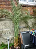 Drehen von P1030119.webp