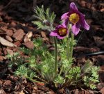 Pulsatilla HG.jpg