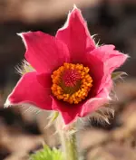 Pulsatilla.webp