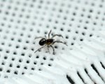 DSC_6986 junge Spinne mit Dottersack.jpg