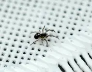 DSC_6986 junge Spinne mit Dottersack.webp
