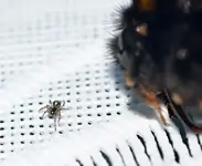 DSC_7004 Spinne und Hummel.webp