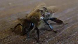 Bienchen.webp