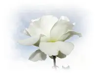 Copy (3) of IMG_2183V.webp