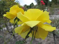 Copy of IMG_2177V.webp