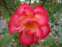 Copy of IMG_2180V.webp