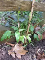 Clematis (2).webp