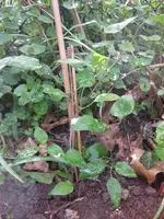 Clematis (3).webp