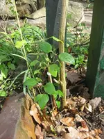 Clematis.webp