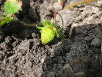 Erdbeeren.webp