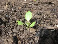 Kohlrabi.webp