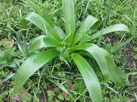 Lilie (3).webp